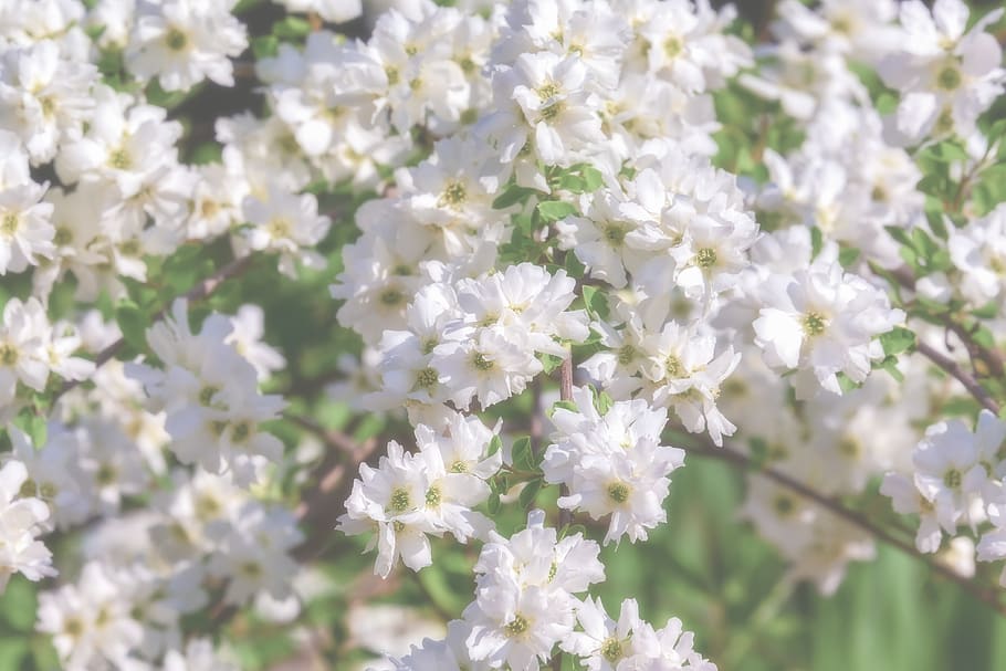 chinese radspiere, perl shrub, ornamental shrub, flowers, white