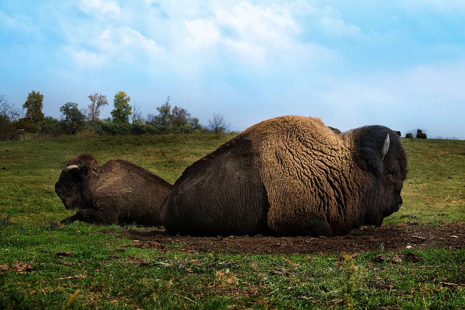 cloudy, clouds, landscape, animal, endangered, wildlife, buffalo HD wallpaper