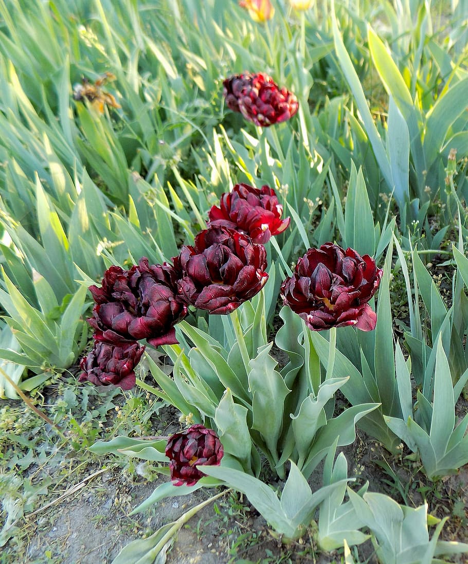 tulips, black, flowers, spring, food and drink, red, green color HD wallpaper