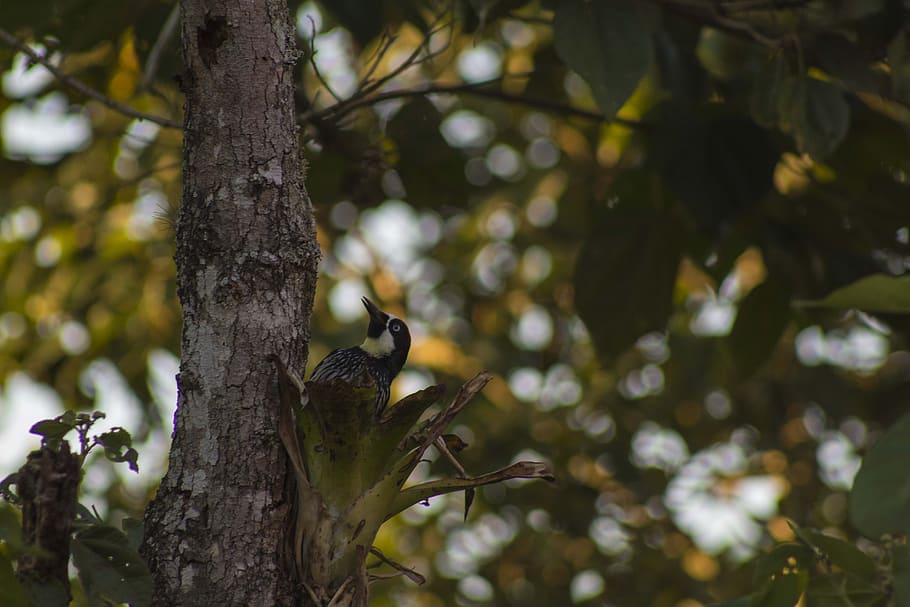 bird, nature, ave, branch, tree, plant, animals in the wild HD wallpaper
