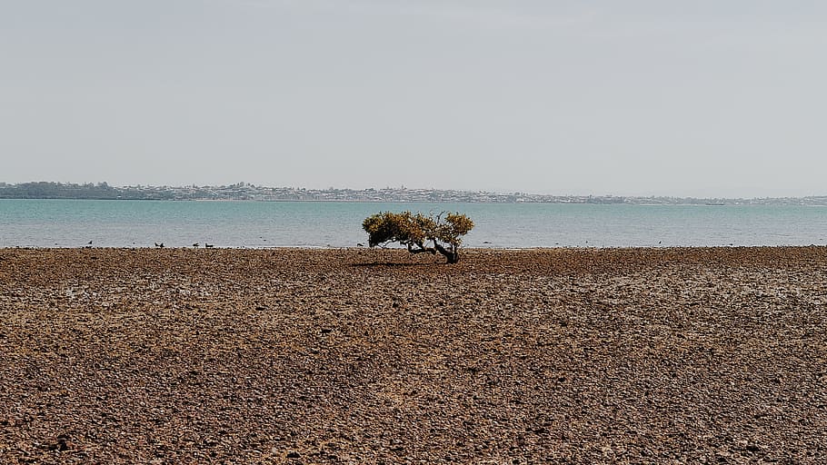 tree, beach, island, bay, coast, mammal, water, sea, animal HD wallpaper