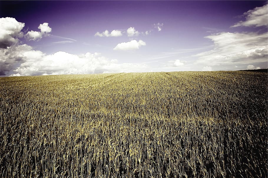 fields, farm, country, rural, blue sky, clouds, landscape, cloud - sky HD wallpaper