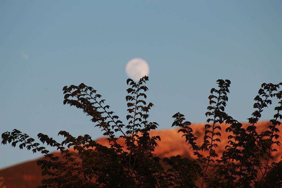 turkey, serpincik göleti, moon, tree, sky, plant, growth, nature HD wallpaper
