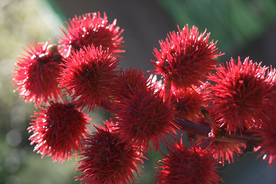 red, thistle, spur, bright, castor oil plant, wonder tree, close-up HD wallpaper