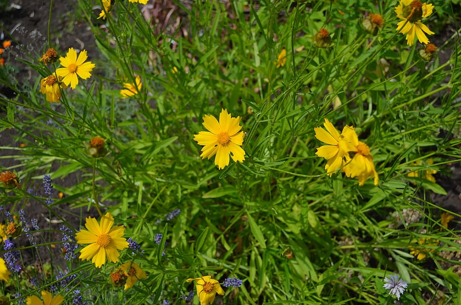 summer, flower, daisy, bush, yellow, flowering plant, freshness HD wallpaper