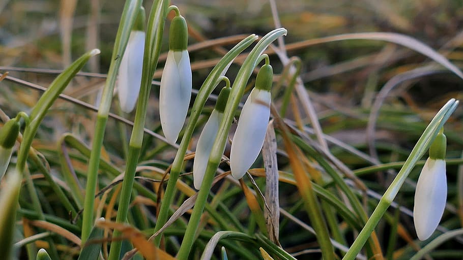 snowdrop, spring, flower, white, krokus, closeup, plant, growth HD wallpaper