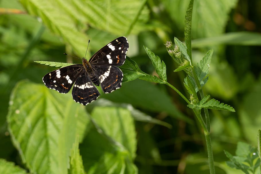 butterfly, edelfalter, insect, nature, animal, close up, macro HD wallpaper