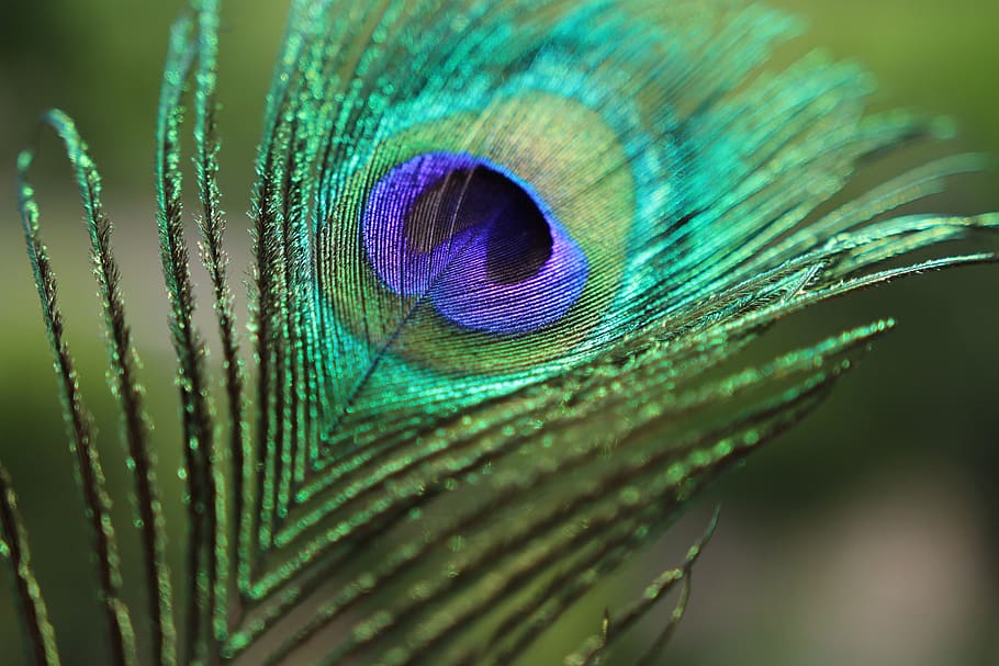 peacock feather, close-up, animal, no people, bird, animal themes HD wallpaper