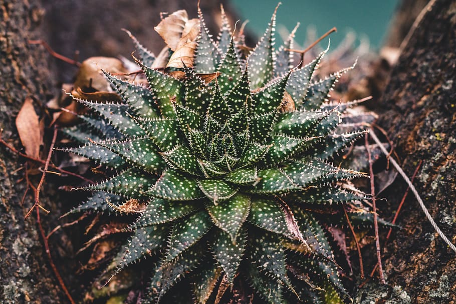 green-leafed plant, aloe, flora, cactus, conifer, tree, randburg HD wallpaper