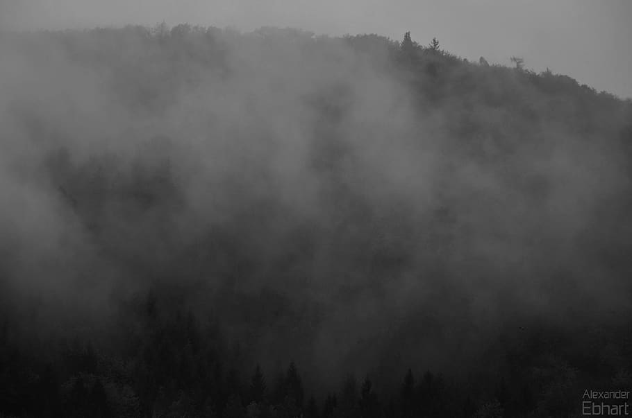 smoke, dark, forest, trees, nature, fog, beauty in nature, tranquil scene HD wallpaper