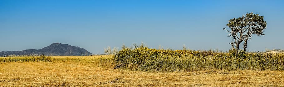 tree, landscape, nature, scenery, fields, summer, mazotos, cyprus HD wallpaper