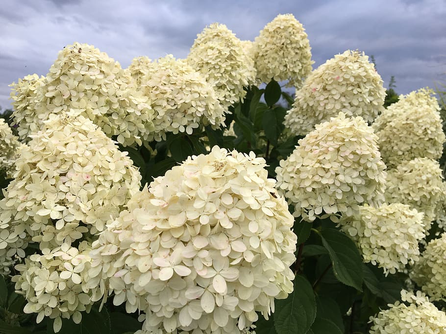 flower, garden, hydrangea, hortensia, flowers, flowering plant HD wallpaper