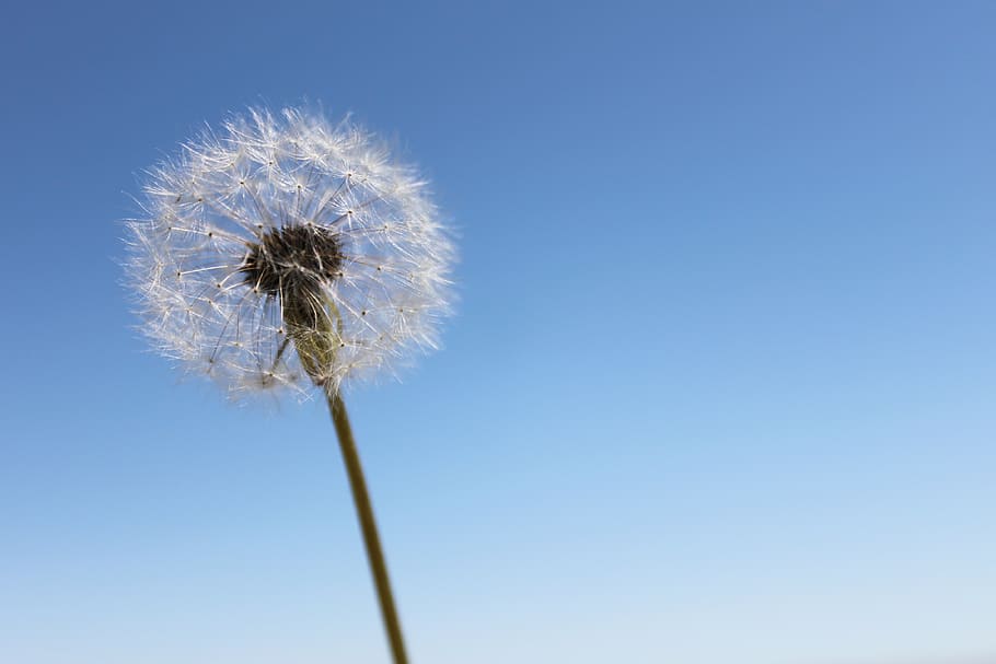 dandelion, sky, wishes, flower, nature, wind, seeds, fluffy