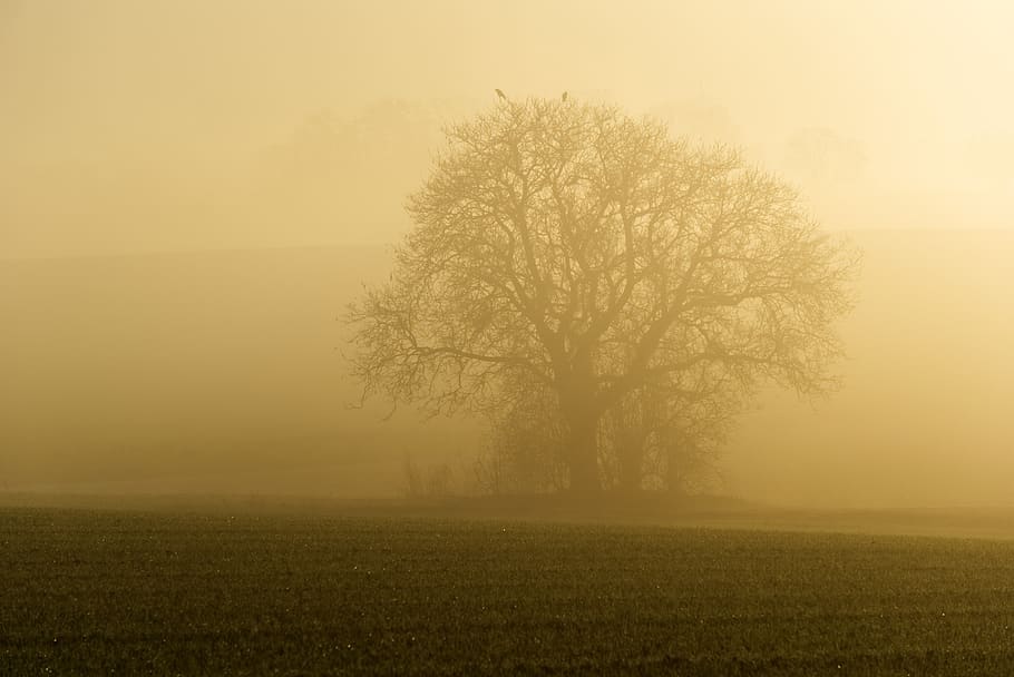 fog, sun, backlighting, trees, silhouette, mystical, nature HD wallpaper