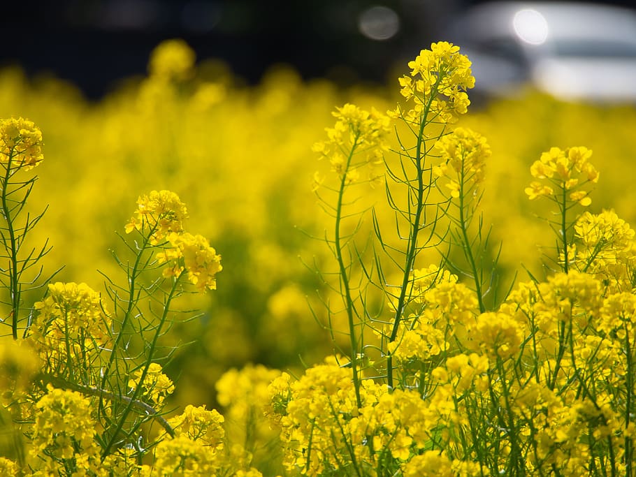 spring, rape blossoms, flowers, yellow, natural, landscape HD wallpaper