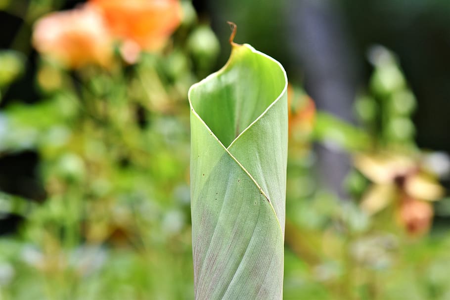 banana leaf, rolled, young leaf, banana plant, banana shrub HD wallpaper