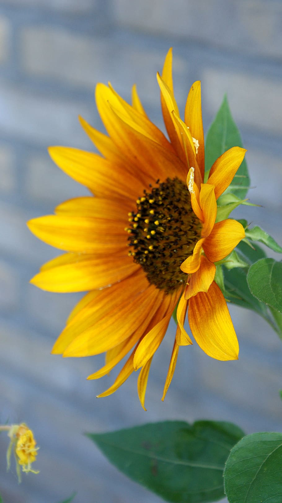 sunflower, red, vegetable, summer, bloom, petals, nature, flowering plant HD wallpaper
