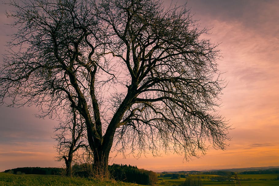 bare tree, winter, color, fall color, sunset, hiking, trees HD wallpaper