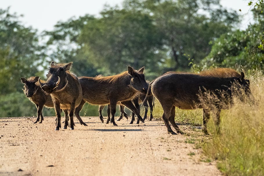 herd of brown wild boars on focus photography, pig, animal, mammal, HD wallpaper