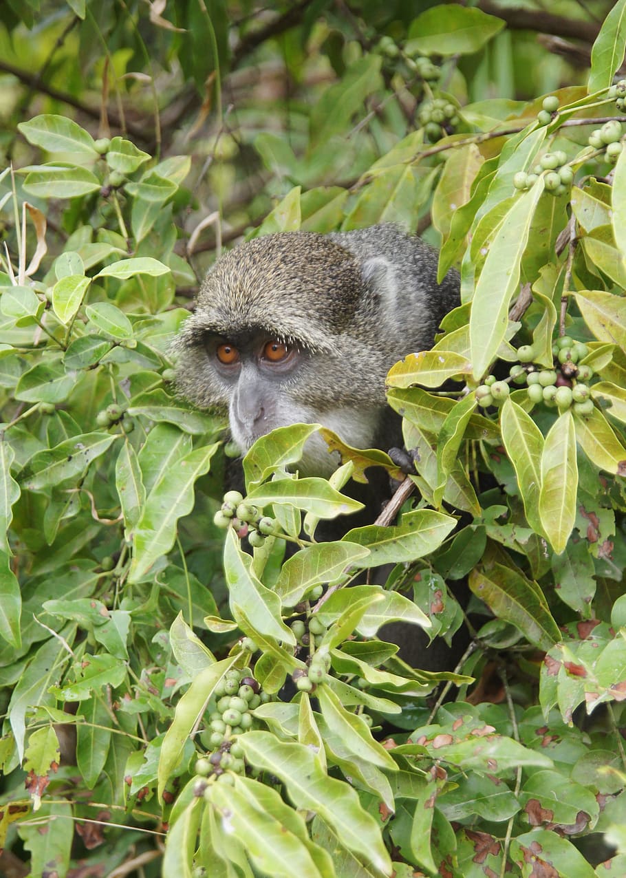 blue monkey, zanzibar, nature, island, africa, animal, leaf HD wallpaper