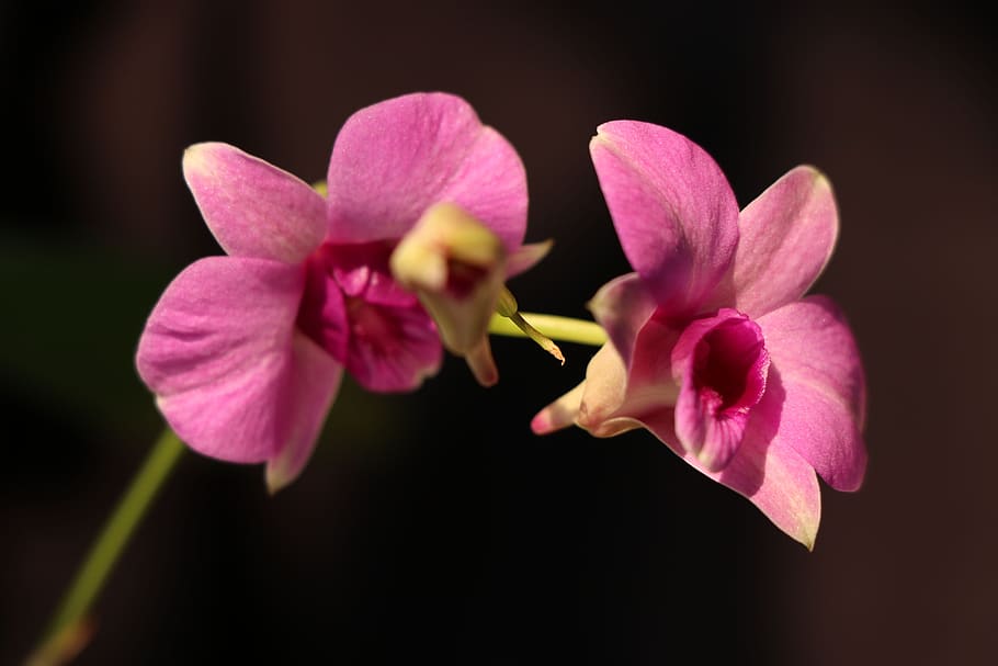 dendrobium orchid, pink, flower, petal, flowering plant, freshness, HD wallpaper
