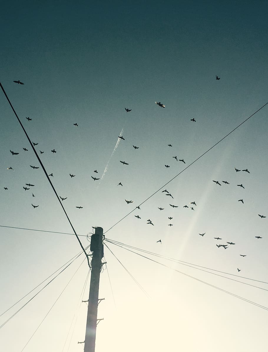 sky, birds, fly, sun, pole, together, flock, large group of animals HD wallpaper