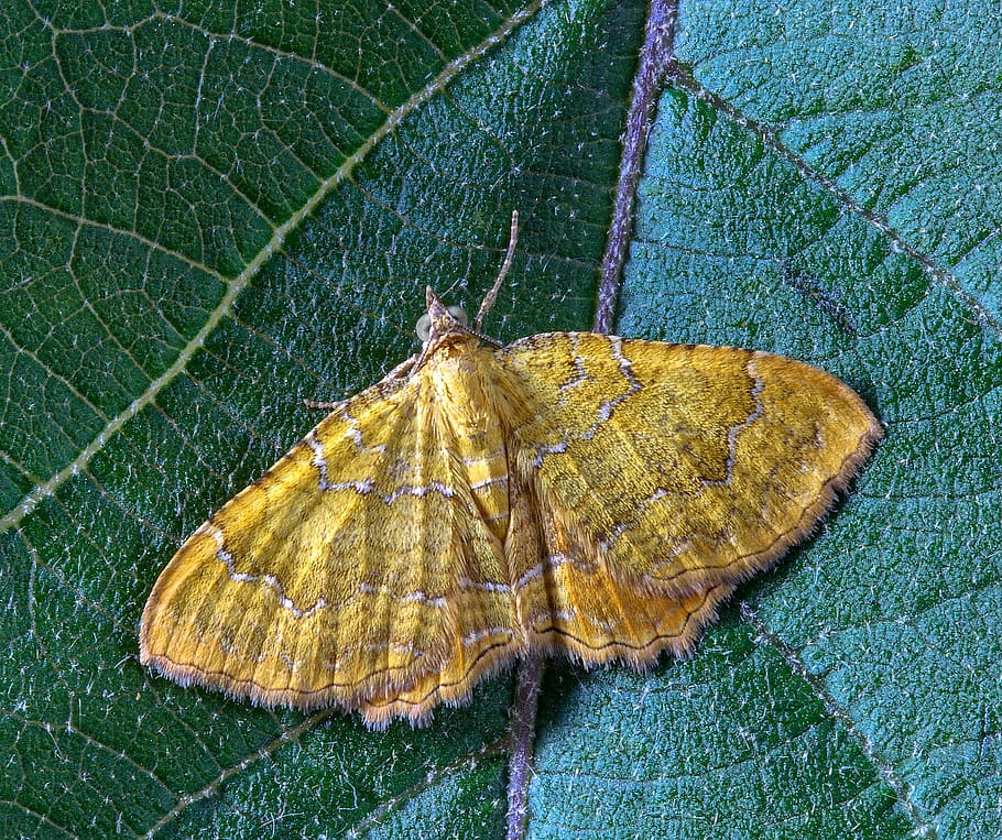moth, yellow-shell, insect, wings, summer, nature, entomology HD wallpaper
