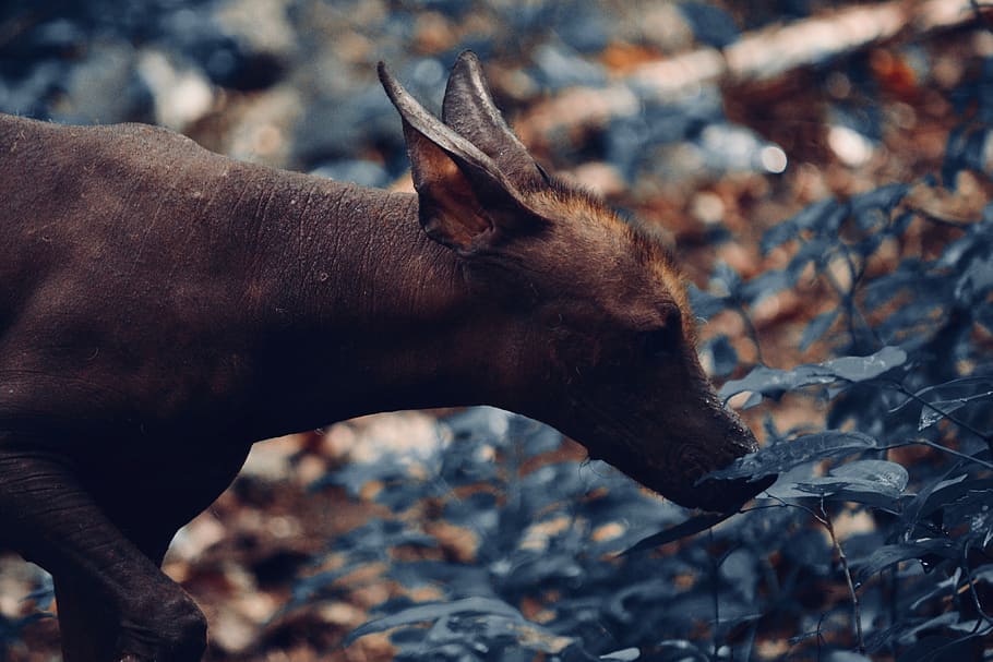 animal, animal themes, mammal, one animal, animal wildlife HD wallpaper