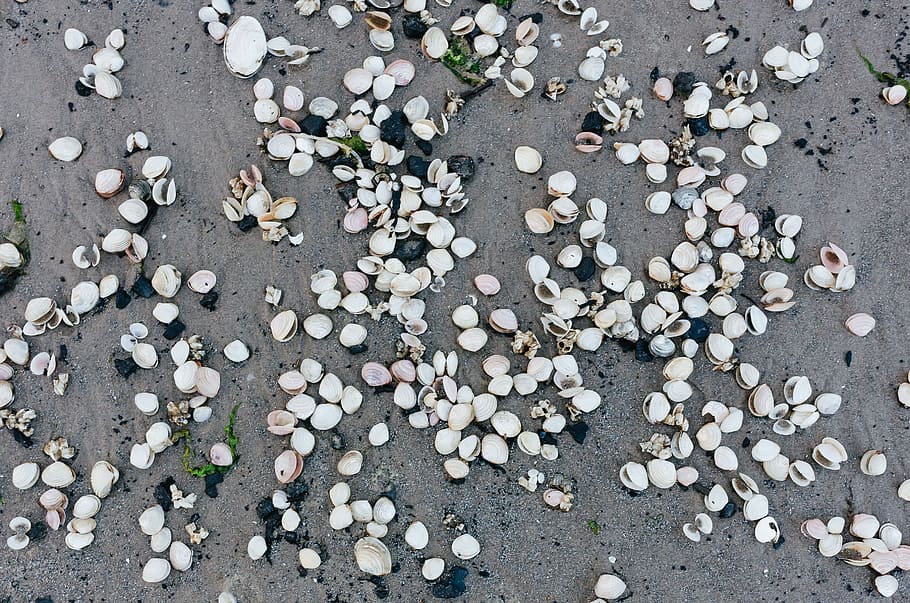 Seashells, background, beach, coast, coastline, marine, nature HD wallpaper