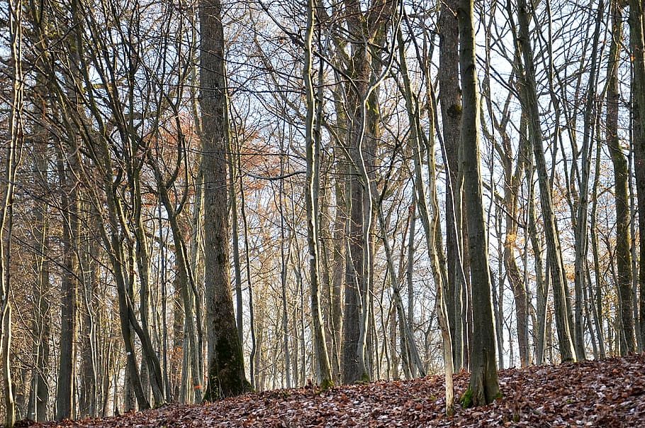 forest, trees, nature, landscape, wood, environment, fall, trail HD wallpaper