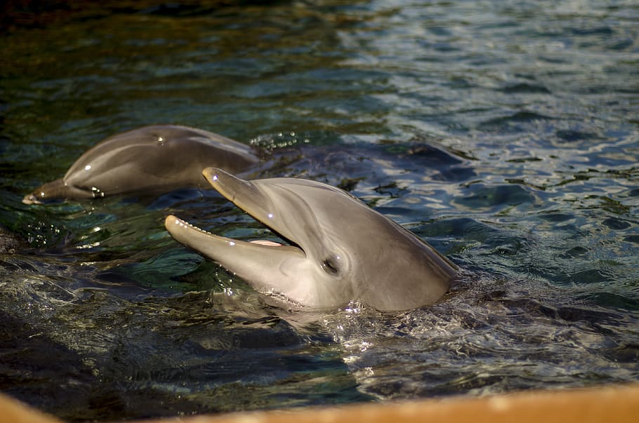 dolphin, water, swim, animal wildlife, animals in the wild HD wallpaper