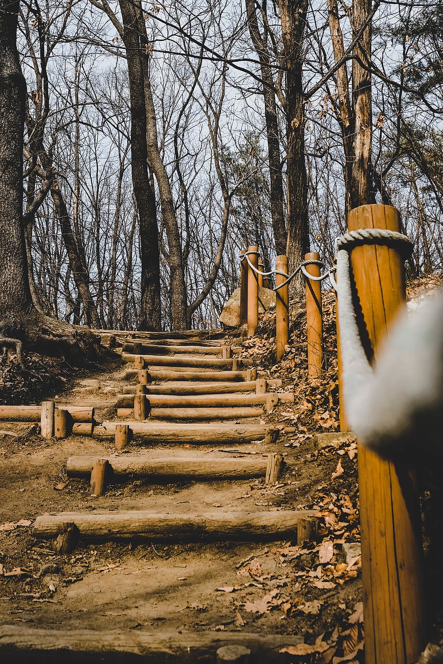 tree, staircase, nature, plant, wood - material, bare tree HD wallpaper