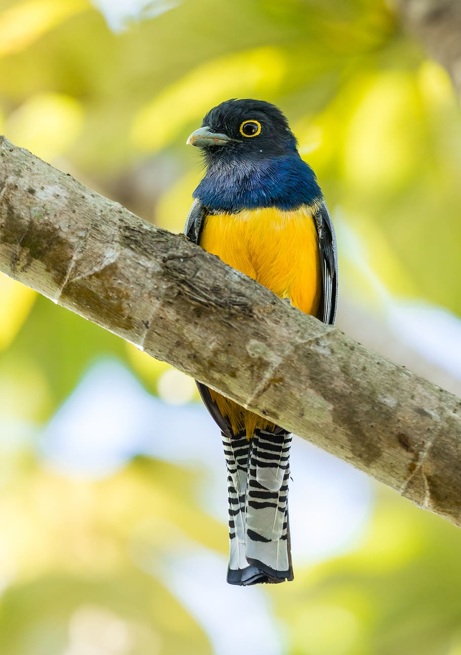 blue and yellow bird perched on branch, animal, finch, costa rica