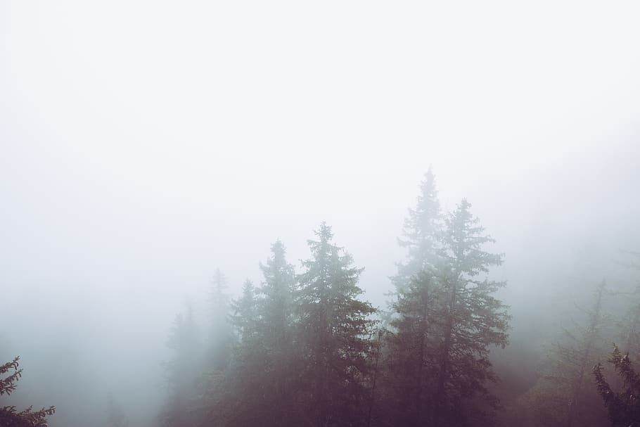 pine trees during daytime, nature, weather, fog, outdoors, mist HD wallpaper