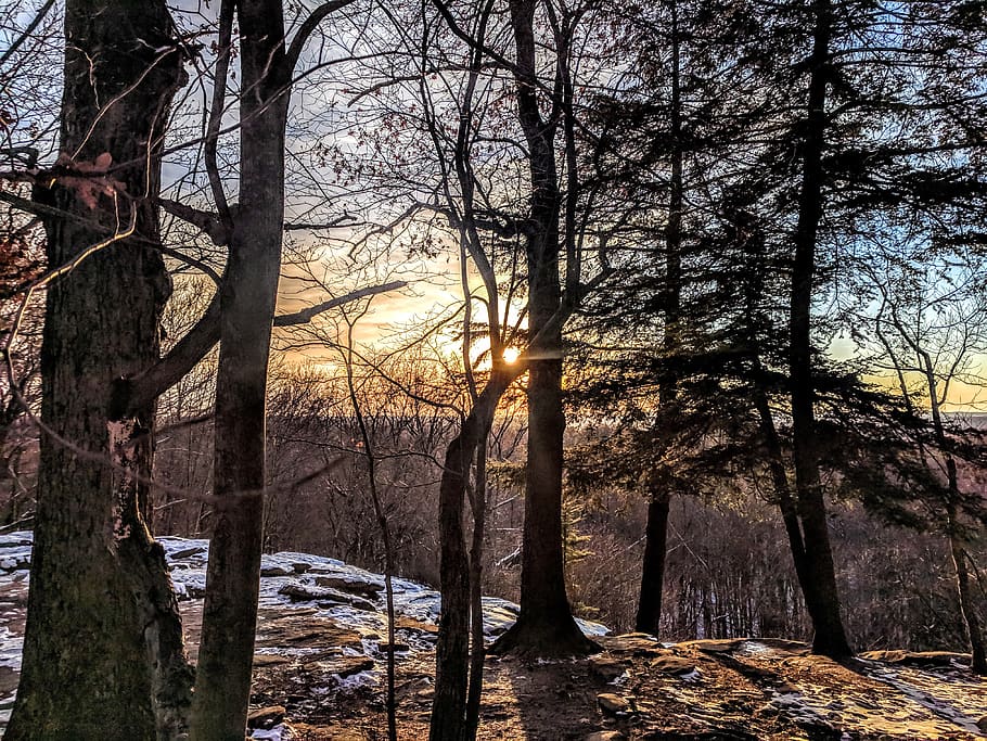 sunlight through trees, forest, winter, horizon, park, national park HD wallpaper