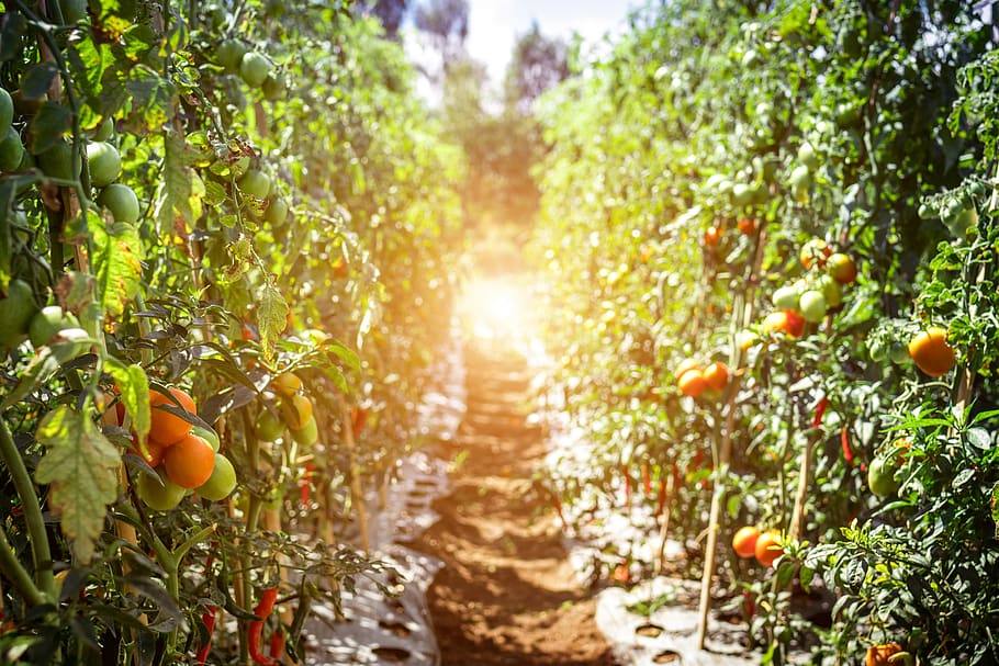 Pathway Between Tomato Fruits, branch, bunch, chili, close-up HD wallpaper