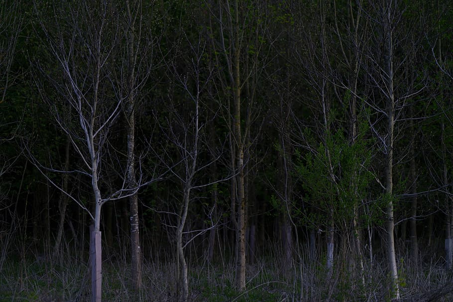 A different forest. Дерево в темноте. Дерево ствол в лесу ночью. Большое корявое дерево в темноте. Черные тени в лесу.