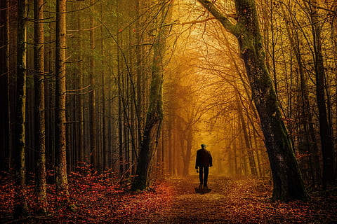 path, forest, woods, man, nature, tree, road, landscape, shadow HD wallpaper