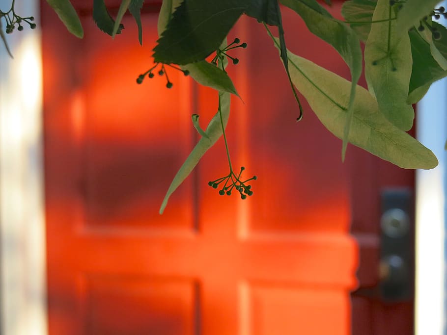 door, beacon hill, red, spring, plant part, leaf, invertebrate HD wallpaper
