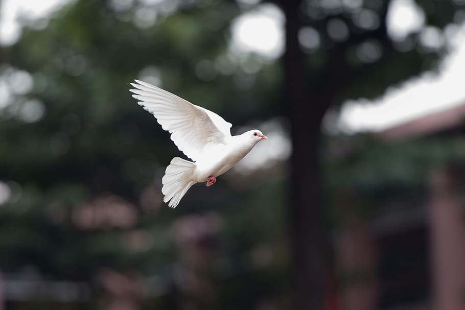 bird, dove, fly, nature, wing, white, animals in the wild, animal wildlife HD wallpaper