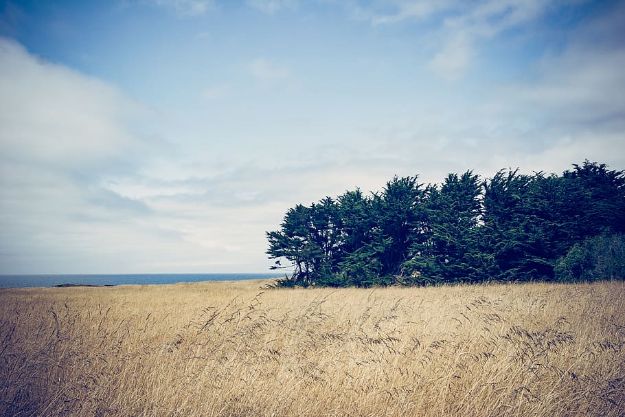 Green Leafed Tree Near Body of Water, clouds, cropland, dawn HD wallpaper