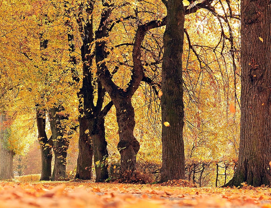 leave, leaf, fallen, dry, nature, tree, bunch, wood, season HD wallpaper