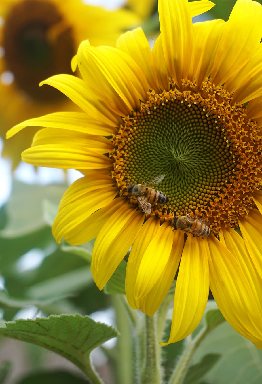 sunflower, bees, yellow, green, nature, flowering plant, flower head HD wallpaper