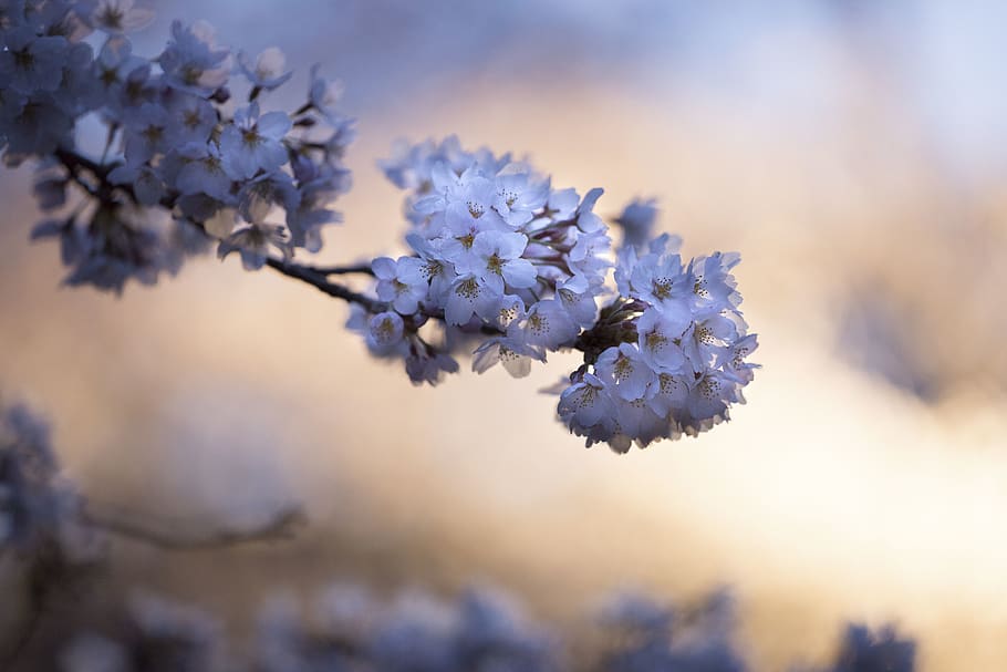 flower, violet, petal, bloom, garden, plant, nature, autumn HD wallpaper