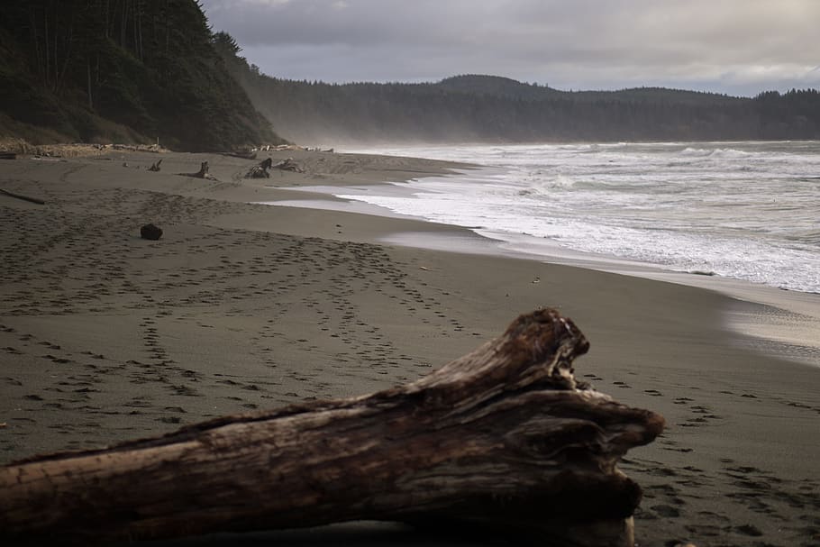 nature, sand, tree, wafe, ocean, beach, land, sea, water, beauty in nature HD wallpaper