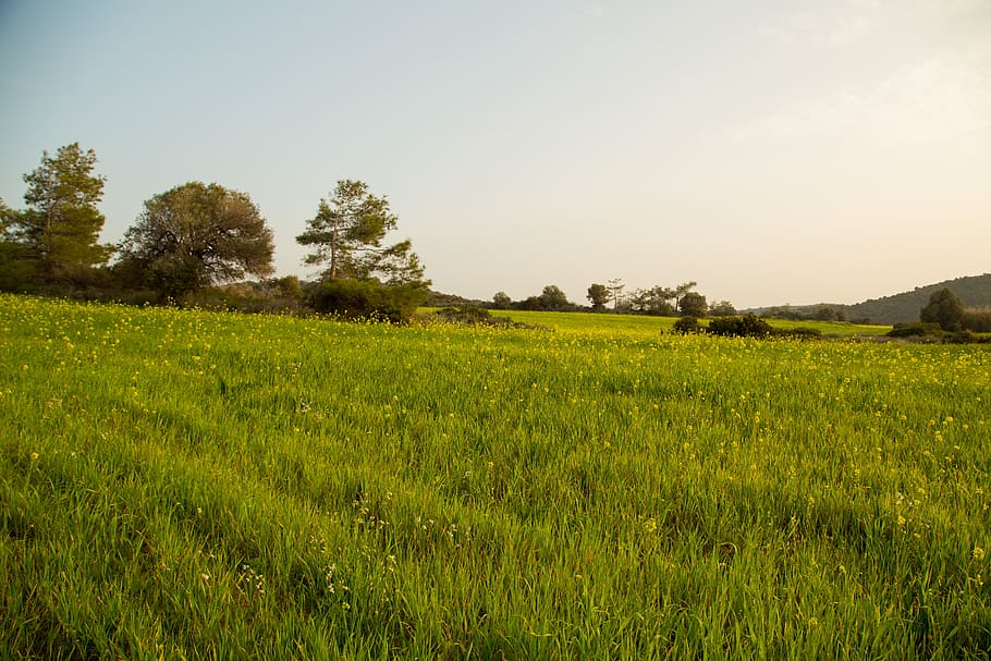 the olive tree, field, grass, landscape, cyprus, the mediterranean HD wallpaper