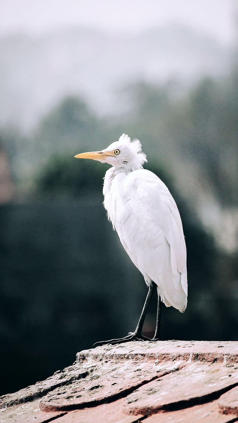bird, white bird, crane, animals in the wild, one animal, animal themes HD wallpaper