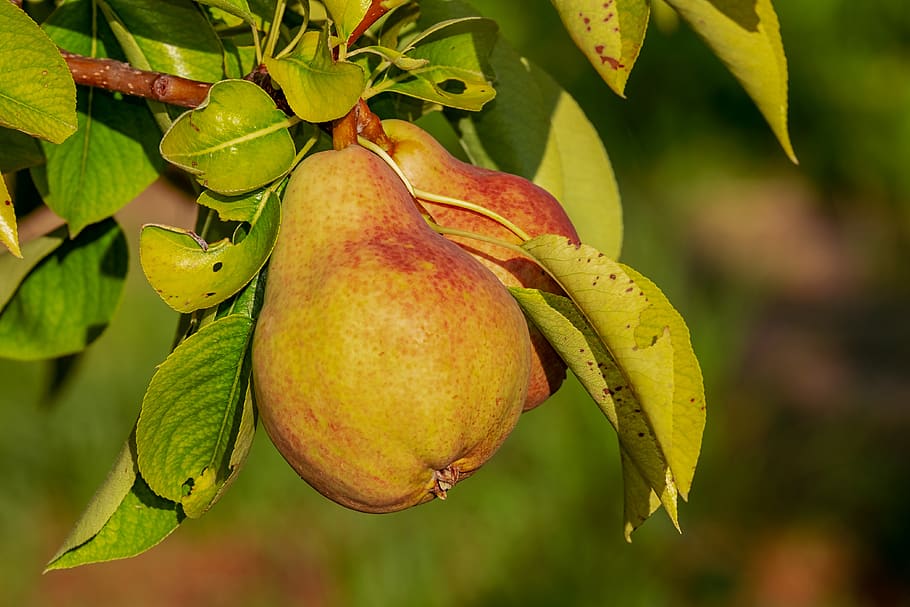 pear, immature, fruit, growth, kernobstgewaechs, healthy, vitamins, HD wallpaper