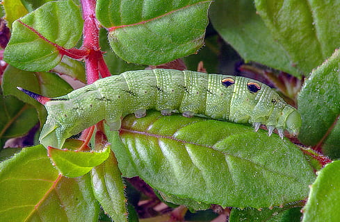 caterpillar, larva, moth, elephant-hawk-moth, insect, bug, transformation HD wallpaper