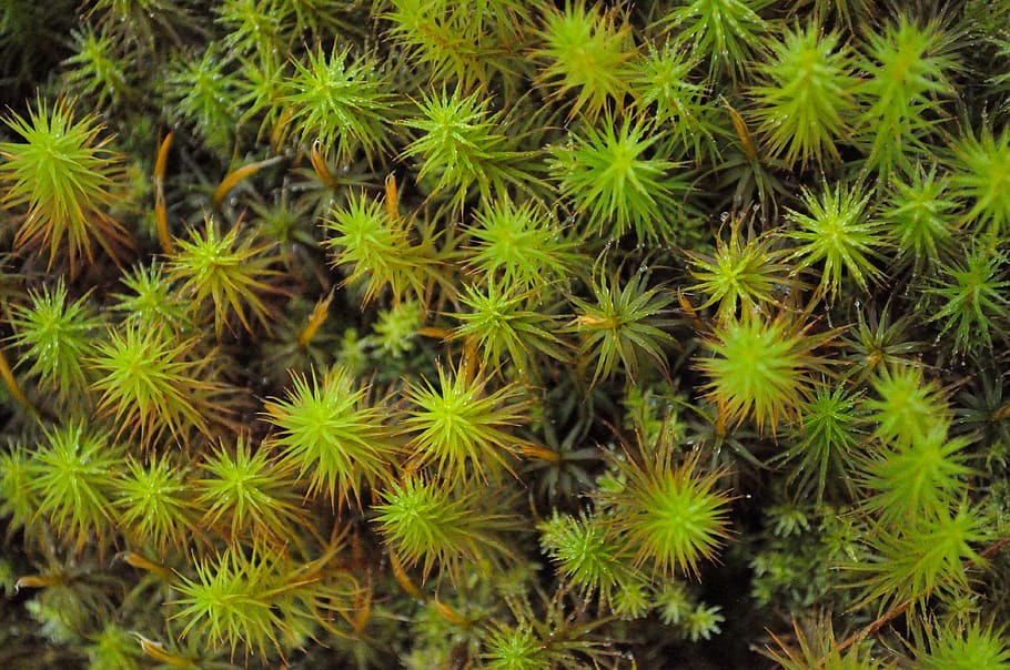 star moss, macro, green, plant, flora, tiny, small, mini, leaf HD wallpaper